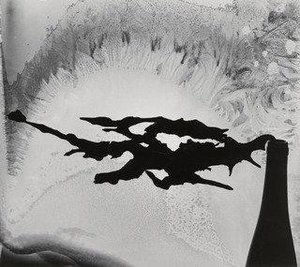 Root And Frost — Minor White
