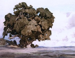A Los Olivos Oak — Francis John Mccomas