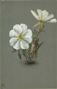Giant Helleborine (epipactia Gigantea) — Mary Morris Vaux Walcott