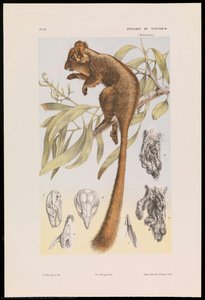 Leadbeater — Jean Jacques Wild