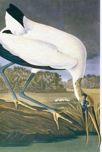 American Stork — John James Audubon