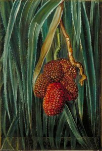 Blad En Vrucht Van Een Kleine Pandanus, Java — Marianne North