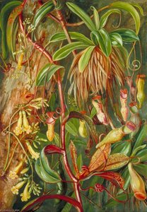 Seychelles Pitcher Plant And Bilimb Marron — Marianne North
