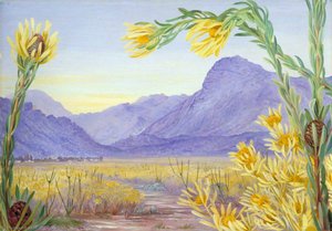 Het Uitzicht Over Een Uitgestrekte Leucadendron Naar Ceres En Mitchells Pass — Marianne North