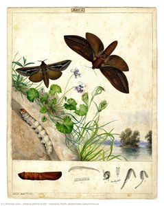 Hepialid Moth, Abantiades Labyrinthicus — Helena Nellie Scott