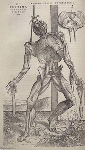 Dissected Human Body — Andreas Vesalius