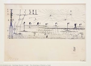 The Drawings Of Ramón Y Cajal — Santiago Ramón Y Cajal