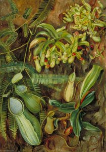 Nepenthes Con Felce Sullo Sfondo, Sarawak, Borneo — Marianne North