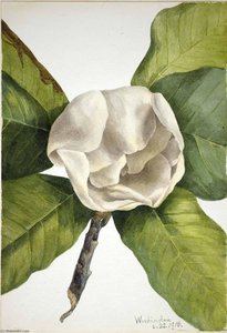 Southern Magnolia (magnolia Grandiflora) — Mary Morris Vaux Walcott