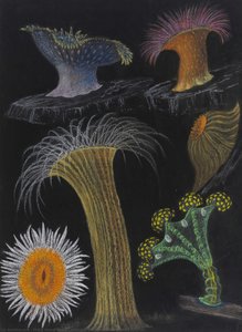 Untitled: Sea Anemones: Stalked Jellyfish — Philip Henry Gosse