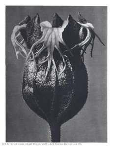 Art Forms In Nature 85 — Karl Blossfeldt