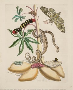 Plate 5 From Dissertation In Insect Generations And Metamorphosis In Surinam — Maria Sybilla Merian