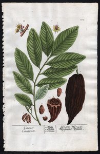 Cacao Caeavate — Elizabeth Blackwell