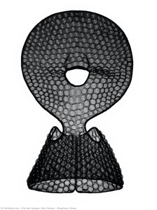 Biopiracy, Dress — Iris Van Herpen, Neri Oxman