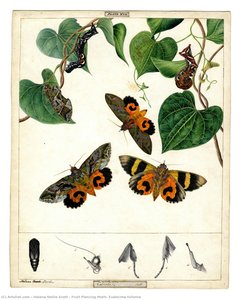 Fruit Piercing Moth, Eudocima Fullonia — Helena Nellie Scott