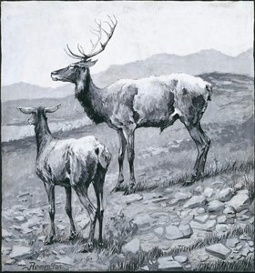 Cow And Bull Elk — Charles Marion Russell