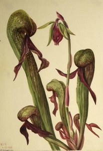 California Pitcherplant (chrysamphora Californica) — Mary Morris Vaux Walcott