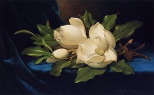Giant Magnolias On A Blue Velvet Cloth — मार्टिन जॉनसन हेड