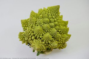 Freeze-dried Food — Parque De Las Ciencias De Granada