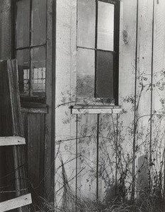 Effect At Sunset — Imogen Cunningham