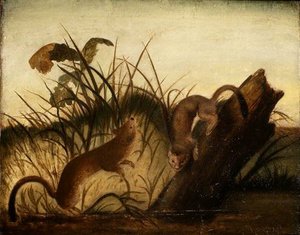 Long-tailed Weasel — John James Audubon