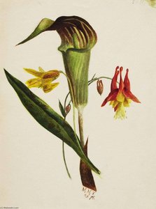 Untitled (jack In The Pulpit) — Mary Morris Vaux Walcott