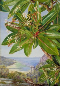 Fiori Di Un Arbusto E Una Nepenthes, Mahé — Marianne North