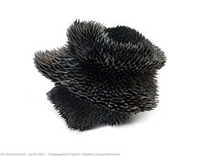 Propagation Project; Nigella Chrysanthemum — Junko Mori