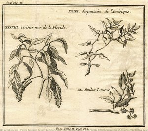 Xxxviii. Black Cherry Of Florida Xxxix. Serpentia Of America Xl. Smilax Laurier — Pierre François Xavier De Charlevoix