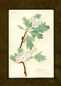 Hawthorn May Of The Family Rosaceae (cratoequs Oxyacantha) — Clara Peters