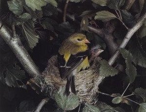 American Goldfinch — ელიოტი პორტერი