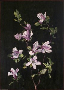 Una Magnolia Japonesa — Marianne North