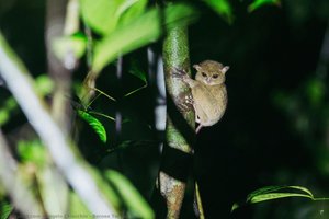 Borneo Tarsier — Angelo Chiacchio