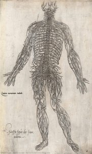 Nervous System Of The Human Body — Andreas Vesalius