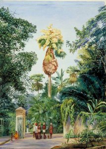 Talipot-palme Nahe Dem Botanischen Garten, Peradeniya, Ceylon — Marianne North