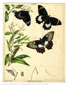 Orchard Swallowtail, Papilio (princeps) Aegeus Aegeus — 헬레나 넬리 스콧
