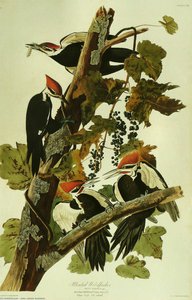 Pileated Woodpecker — John James Audubon
