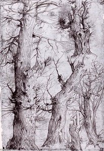Studies Of Trees — Aurelio Luini
