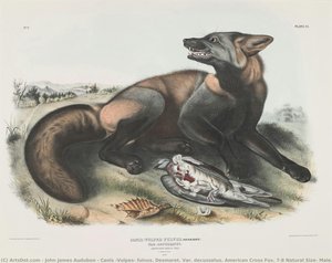 Canis (vulpes) Fulvus. Desmaret. Var. Decussatus. American Cross Fox. 7/8 Natural Size, Male. — John James Audubon