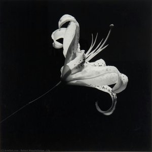 Lily — Robert Mapplethorpe