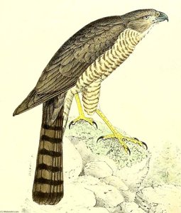 Untitled (aqtgml) — John Gerrard Keulemans