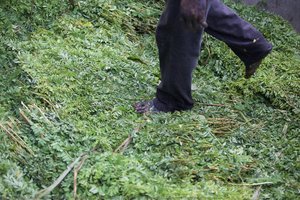Preparing The Indigo Planto For Fermentation In The Steeping Vat — Fidel Ugarte