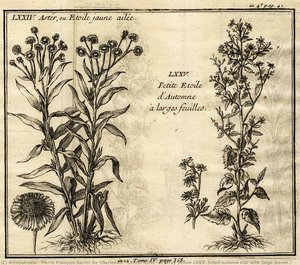 Lxxiv. Aster, Or Stray Yellow Lxxv. Small Autumn Star With Large Leaves — Pierre François Xavier De Charlevoix