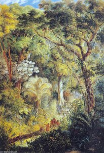 Arbre Géant Dans La Forêt Tropicale Brésilienne — Johann Moritz Rugendas