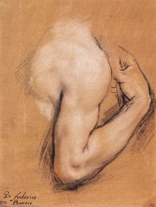 Estudio De Un Brazo Derecho Flexionado — Federico Fiori Barocci