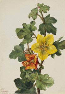 Mexican Fremontia (fremontodendron Mexicanum) — Mary Vaux Walcott