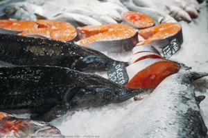 Fish In Ice — London News Agency Photos, Ltd