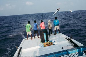 Maldivian Pole-and-line Fishers Catching A Tuna — Angelo Chiacchio