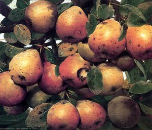 Pears — Córdoba Julio Romero De Torres