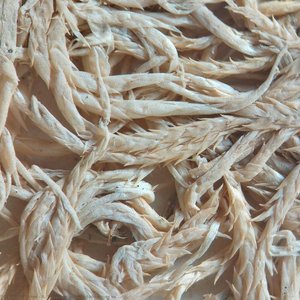 Sphagnum Sp. — R. Fiorella Aguilar